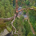 Drzewo na skale - podczas wycieczki do Szwajcarskiej Saksoni ze Zwiedzakiem